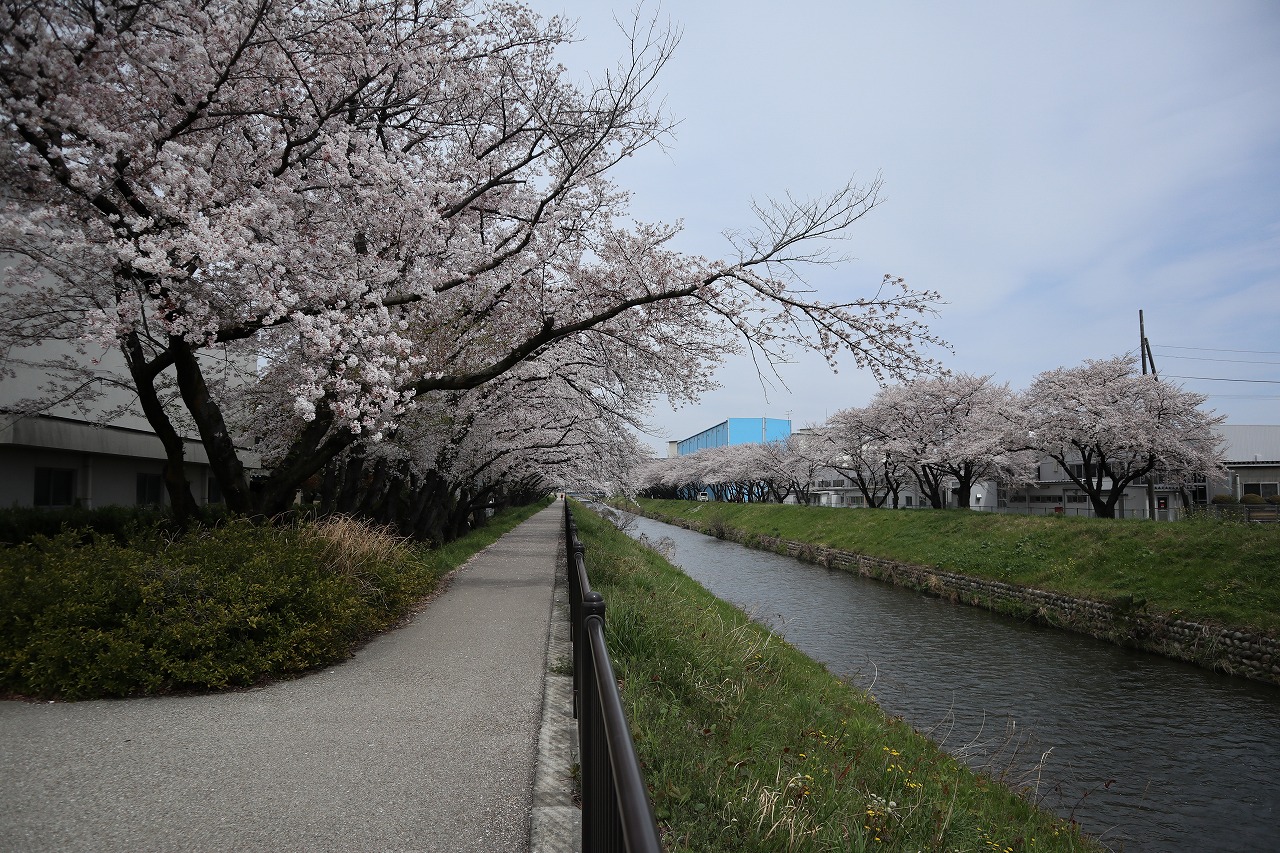 東門から見た桜
